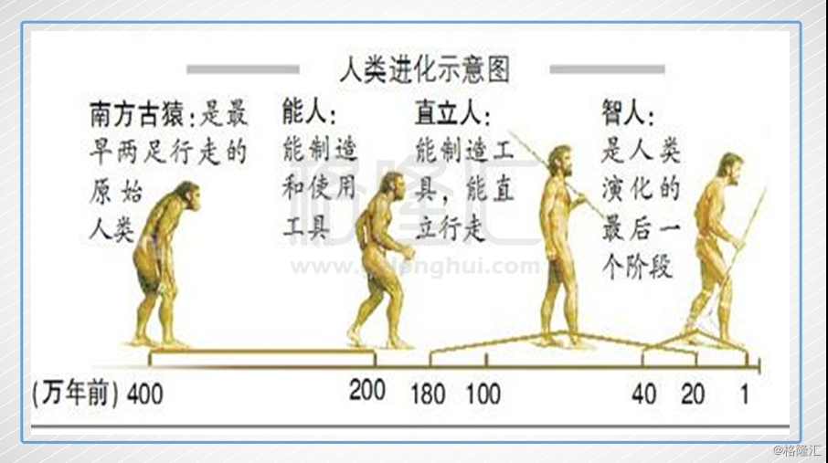 人类学上对人类的进化分为四个阶段,南方古猿,能人,直立人,智人